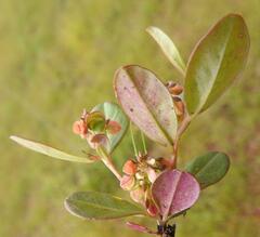 Polygala arenaria
