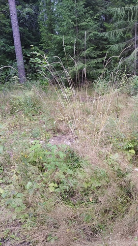 Elymus caninus iNat (2)