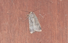 Agrochola lychnidis