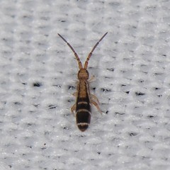 Orchesella ainsliei