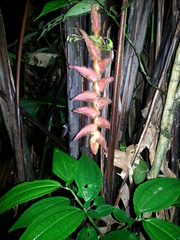 Heliconia vellerigera