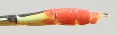Ceriagrion rubellocerinum