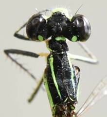 Ceriagrion rubellocerinum