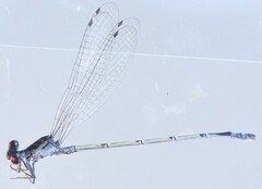Pseudagrion hamoni