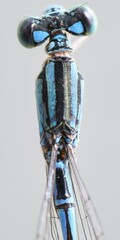 Pseudagrion isidromorai