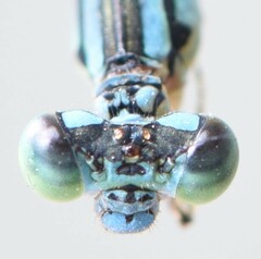 Pseudagrion isidromorai