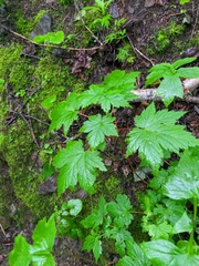Acer ukurunduense
