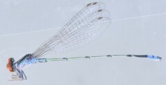 Pseudagrion sublacteum