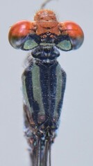 Pseudagrion sublacteum