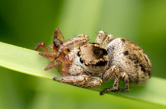 Habronattus coecatus
