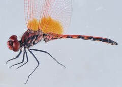Trithemis arteriosa