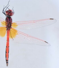 Trithemis arteriosa