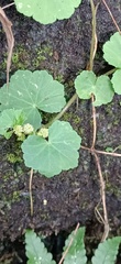 Hydrocotyle nepalensis
