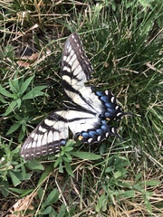 Papilio glaucus