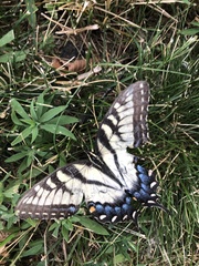 Papilio glaucus