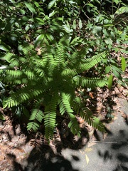 Cnestis palala