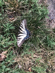 Papilio glaucus