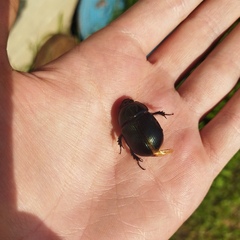 Geotrupes baicalicus