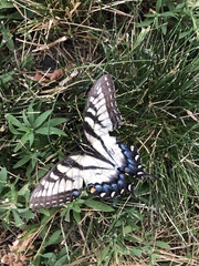 Papilio glaucus