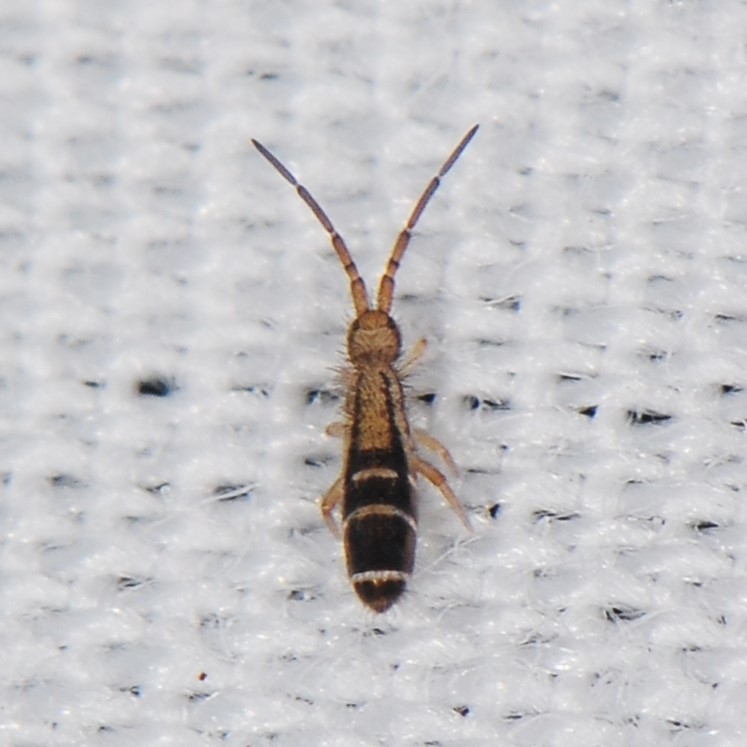 Orchesella ainsliei