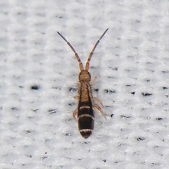 Orchesella ainsliei
