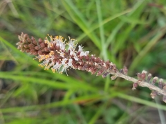 Amorpha herbacea