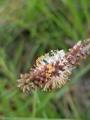 Amorpha herbacea