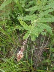 Amorpha herbacea
