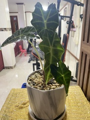 Alocasia amazonica