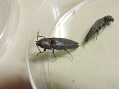 Parallelostethus attenuatus