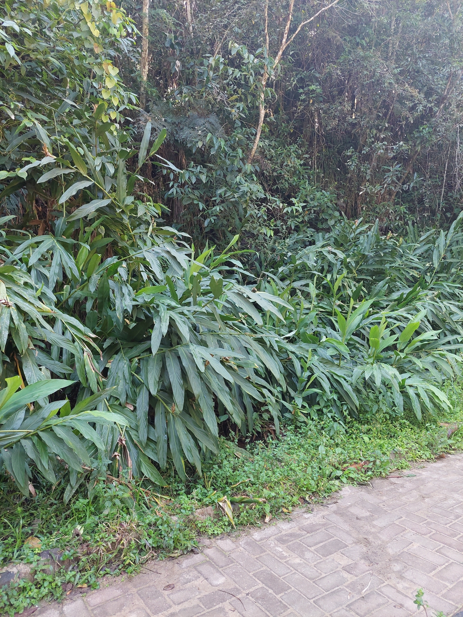 Hedychium coronarium