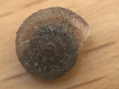 Microxeromagna lowei