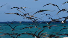 Onychoprion fuscatus