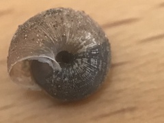 Microxeromagna lowei