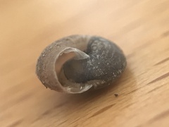 Microxeromagna lowei