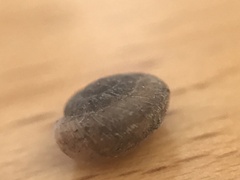 Microxeromagna lowei