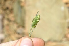 Tribolium brachystachyum