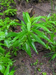 Arnica sachalinensis