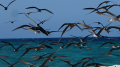 Onychoprion fuscatus