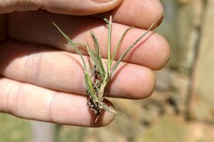 Tribolium brachystachyum