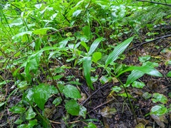 Polygonatum odoratum maximowiczii
