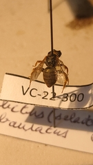 Halictus subauratus