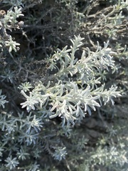 Leucophyta brownii