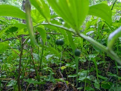 Polygonatum odoratum maximowiczii