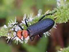 Lytta vulnerata