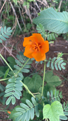 Kallstroemia grandiflora