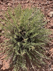Lomatium parryi