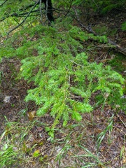 Picea jezoensis