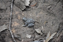 Hyla arenicolor