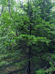Picea jezoensis